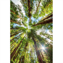 Lade das Bild in den Galerie-Viewer, Poster Urwald im Sonnenlicht Hochformat
