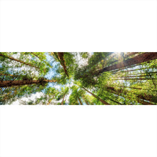 Lade das Bild in den Galerie-Viewer, Poster Urwald im Sonnenlicht Panorama