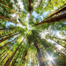 Lade das Bild in den Galerie-Viewer, Poster Urwald im Sonnenlicht Quadrat