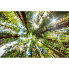 Lade das Bild in den Galerie-Viewer, Poster Urwald im Sonnenlicht Querformat