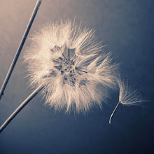 Lade das Bild in den Galerie-Viewer, Aluminiumbild gebürstet Vintage Pusteblume Quadrat