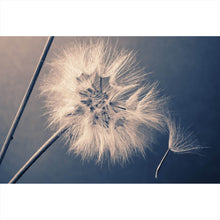 Lade das Bild in den Galerie-Viewer, Aluminiumbild gebürstet Vintage Pusteblume Querformat