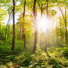 Lade das Bild in den Galerie-Viewer, Spannrahmenbild Wald No. 1 Quadrat