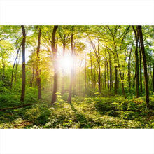 Lade das Bild in den Galerie-Viewer, Aluminiumbild gebürstet Wald No. 1 Querformat