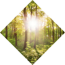 Lade das Bild in den Galerie-Viewer, Leinwandbild Wald No. 1 Raute