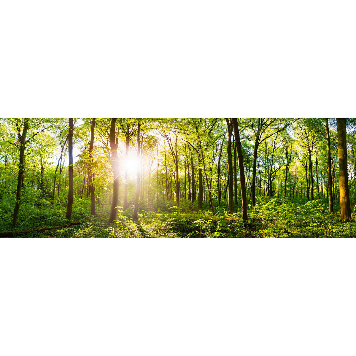 Leinwandbild Wald No. 1 im Panorama, Aufhängefertig & Versandkostenfrei –  Wandguru