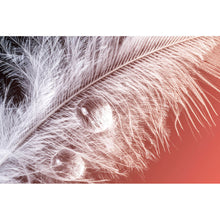 Lade das Bild in den Galerie-Viewer, Aluminiumbild Weiße Feder Querformat