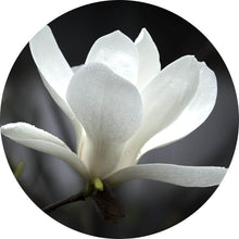 Lade das Bild in den Galerie-Viewer, Aluminiumbild Weiße Magnolie Kreis