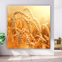 Lade das Bild in den Galerie-Viewer, Leinwandbild Weizenfeld Quadrat