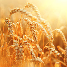 Lade das Bild in den Galerie-Viewer, Leinwandbild Weizenfeld Quadrat