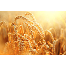 Lade das Bild in den Galerie-Viewer, Leinwandbild Weizenfeld Querformat