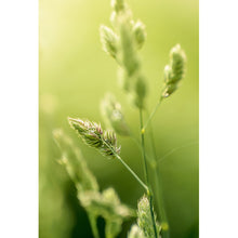 Lade das Bild in den Galerie-Viewer, Spannrahmenbild Wilde Gräser No. 1 Hochformat