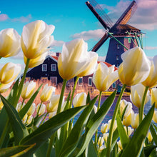 Lade das Bild in den Galerie-Viewer, Aluminiumbild gebürstet Windmühle in Holland Quadrat