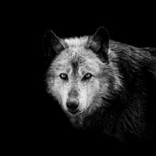 Lade das Bild in den Galerie-Viewer, Leinwandbild Wolf auf schwarzem Hintergrund Quadrat