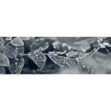 Lade das Bild in den Galerie-Viewer, Aluminiumbild gebürstet Wonderful Leaf Panorama