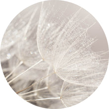 Lade das Bild in den Galerie-Viewer, Aluminiumbild gebürstet Zarte Pusteblume mit Rauhreif in Pastelltönen Kreis