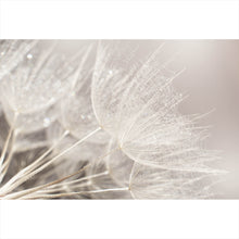Lade das Bild in den Galerie-Viewer, Aluminiumbild gebürstet Zarte Pusteblume mit Rauhreif in Pastelltönen Querformat