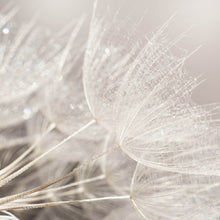 Lade das Bild in den Galerie-Viewer, Aluminiumbild gebürstet Zarte Pusteblume mit Rauhreif in Pastelltönen Quadrat
