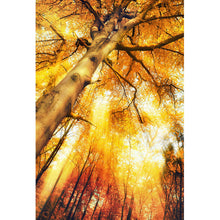 Lade das Bild in den Galerie-Viewer, Aluminiumbild Zauberhafte Waldlandschaft im Herbst Hochformat