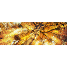 Lade das Bild in den Galerie-Viewer, Poster Zauberhafte Waldlandschaft im Herbst Panorama