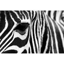 Lade das Bild in den Galerie-Viewer, Spannrahmenbild Zebra Querformat