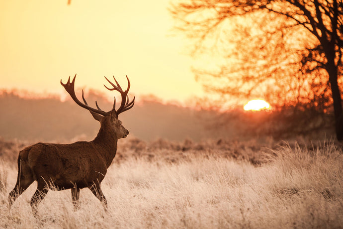 Wandbilder mit Hirschen – Naturliebhaber und Rustikal Fans