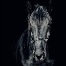 Lade das Bild in den Galerie-Viewer, Poster Ausdrucksvolles Portrait eines schwarzen Pferdes Quadrat
