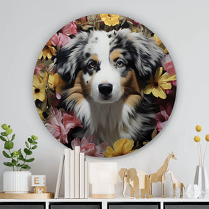 Aluminiumbild gebürstet Australian Shepherd umgeben von Blumenmeer Kreis