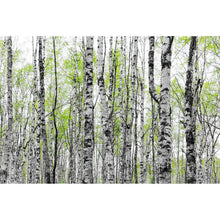 Lade das Bild in den Galerie-Viewer, Aluminiumbild gebürstet Birkenwald mit Laub Querformat
