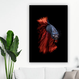 Poster Eleganter Betta Fisch mit leuchtend roten Flossen Hochformat