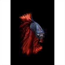 Lade das Bild in den Galerie-Viewer, Spannrahmenbild Eleganter Betta Fisch mit leuchtend roten Flossen Hochformat
