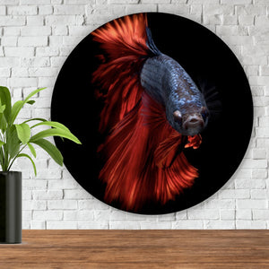 Aluminiumbild Eleganter Betta Fisch mit leuchtend roten Flossen Kreis