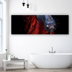 Aluminiumbild Eleganter Betta Fisch mit leuchtend roten Flossen Panorama