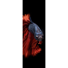 Lade das Bild in den Galerie-Viewer, Leinwandbild Eleganter Betta Fisch mit leuchtend roten Flossen Panorama Hoch

