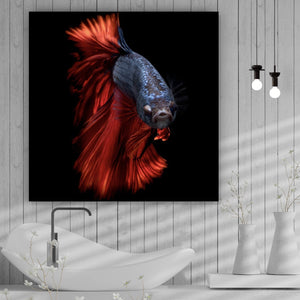 Poster Eleganter Betta Fisch mit leuchtend roten Flossen Quadrat
