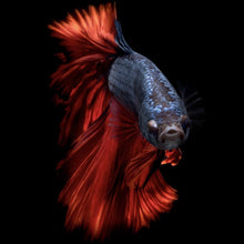Lade das Bild in den Galerie-Viewer, Leinwandbild Eleganter Betta Fisch mit leuchtend roten Flossen Quadrat

