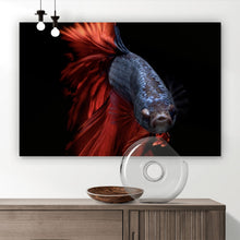 Lade das Bild in den Galerie-Viewer, Poster Eleganter Betta Fisch mit leuchtend roten Flossen Querformat
