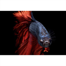 Lade das Bild in den Galerie-Viewer, Aluminiumbild Eleganter Betta Fisch mit leuchtend roten Flossen Querformat
