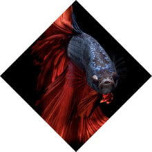Lade das Bild in den Galerie-Viewer, Poster Eleganter Betta Fisch mit leuchtend roten Flossen Raute
