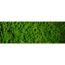Lade das Bild in den Galerie-Viewer, Leinwandbild Hellgrünes Moos Panorama
