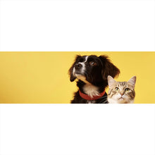 Lade das Bild in den Galerie-Viewer, Spannrahmenbild Hund und Katze vor gelbem Hintergrund Panorama

