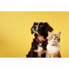 Lade das Bild in den Galerie-Viewer, Poster Hund und Katze vor gelbem Hintergrund Querformat
