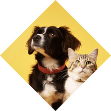 Lade das Bild in den Galerie-Viewer, Aluminiumbild gebürstet Hund und Katze vor gelbem Hintergrund Raute
