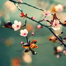 Lade das Bild in den Galerie-Viewer, Spannrahmenbild Kirschblüten am Ast Quadrat
