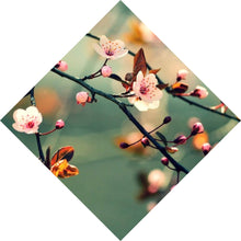 Lade das Bild in den Galerie-Viewer, Spannrahmenbild Kirschblüten am Ast Raute
