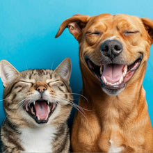 Lade das Bild in den Galerie-Viewer, Aluminiumbild Lachende Tiere vor blauen Hintergrund Quadrat
