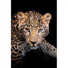 Lade das Bild in den Galerie-Viewer, Aluminiumbild gebürstet Leopard auf schwarzem Hintergrund Hochformat
