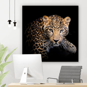 Poster Leopard auf schwarzem Hintergrund Quadrat