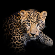 Lade das Bild in den Galerie-Viewer, Leinwandbild Leopard auf schwarzem Hintergrund Quadrat
