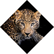 Lade das Bild in den Galerie-Viewer, Leinwandbild Leopard auf schwarzem Hintergrund Raute
